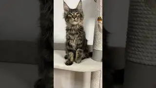 Мейн-кун котик Мартин ласкуша🤩
