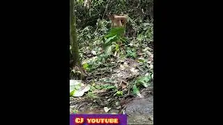 tante semok kebelet pipis di hutan,