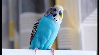 Most Beautiful Unique Exotic Birds of Paradise In The World!