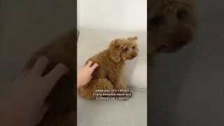 У ветеринара