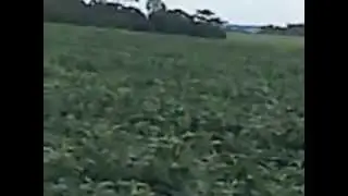 soja da rancho alegre salto del guaira py.