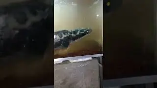 Ganasnya Ikan Toman?