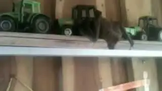 Cat dates Vampire Bat