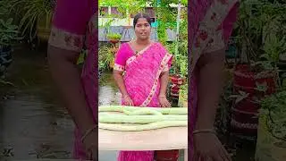 Snake gourd growing tips #shorts #youtubeshorts #garden
