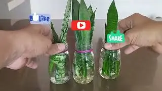 Snake Plant Propagation in Water by Leaf Cuttings (Sansevieria)