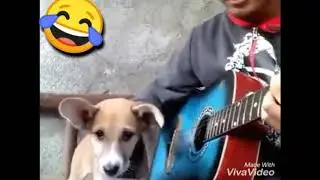 Anjing lucu bisa nyanyi duet