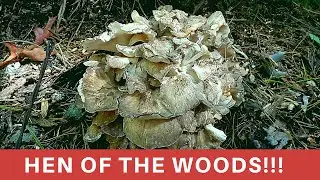Hen of the Woods: How to find and identify! (Maitake/Sheep's Head/ Rams Head)