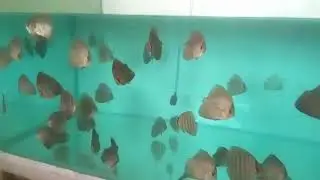 Leaperd Discus Fish| spotted leaperd Discus Fish |