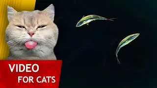 Cat Games - Tuna fish in dark water (Slow fish video for old Cats) 4K