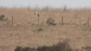 Hen Harrier
