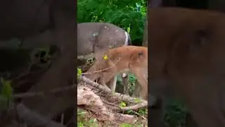 Deer in the yard