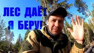 ЛЕС ДАЁТ-Я БЕРУ! Вытаскиваем металл из болота. Находим еще больше металла!