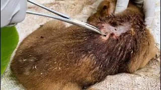 Puppies Rescued With ~Maggots&Wounds ,small puppy 😔