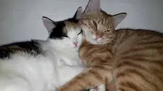 Cats' Love