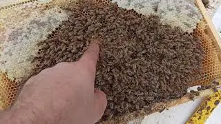 Первые потери зимовки февраль 2021г.