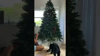 Let’s decorate my Christmas tree with red bows🎄