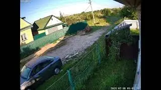 Медведь гуляет по Кимрам в Микрорайоне