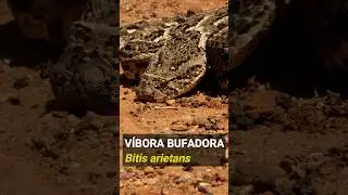 VÍBORA BUFADORA (Bitis arietans)