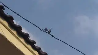 burung gereja jodoh