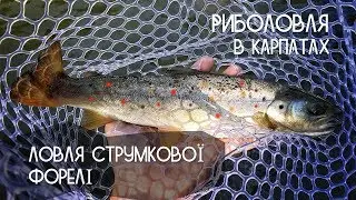 Рибалка в Карпатах. Ловля струмкової форелі