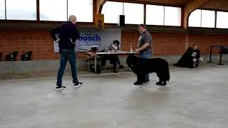 Nemo ADKN Bundessiegerschau 2017 in Alsfeld / Bewertung