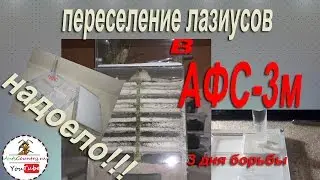 Переселение Lasius niger в муравьиную ферму АФС 3м с гипсовым дном