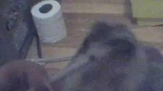 Hedgehog Taking Medicine