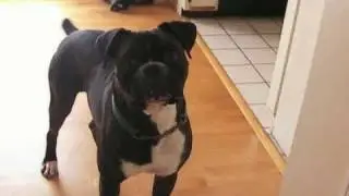 G is a Hungry Boxer Dog