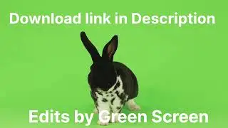 RABBIT GREEN SCREEN VIDEO.