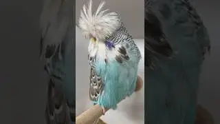 Extreme cinammon skyblue cock dl125 #budgies #budgie #viral