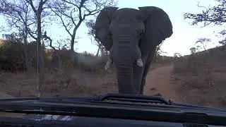 BULL ELEPHANT WALKS TOO CLOSE TO THE CAR