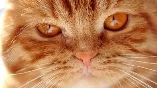 Фотографии рыжих кошек и котиков