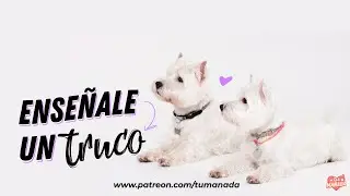 5 MINUTOS PARA QUE TU PELUDO APRENDA UN TRUCO🐕