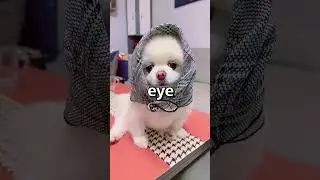 When YOU Walk In a CLOTHING STORE 🤣 | Wholesome Animals