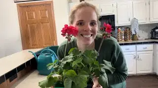 Potting Up Geraniums That I Wintered Over! | Simply Bloom