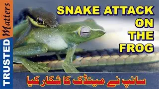 SNAKE KILLS FROG | LIVE | سانپ کا مینڈک پر جان لیوا حملہ | URDU / HINDI