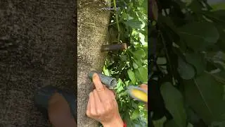 How to graft a tree using bud grafting | New way to graft tree using budding technique #shorts