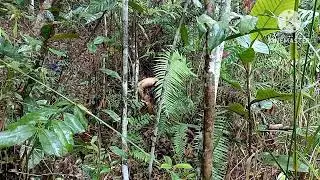Came down from the tree house to bath in the small river