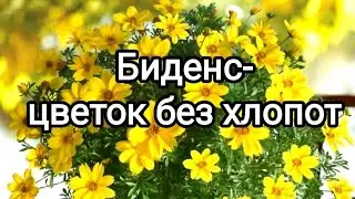 Сею на рассаду  БИДЕНС. Цветок не хуже петунии. 