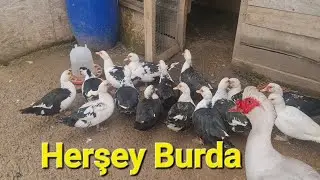 Amerikan Ördeklerine Dair Herşey?