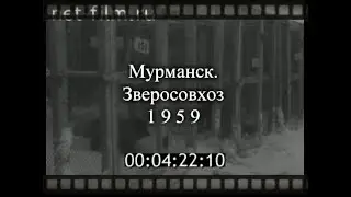 Мурманск -1959 год Зверосовхоз