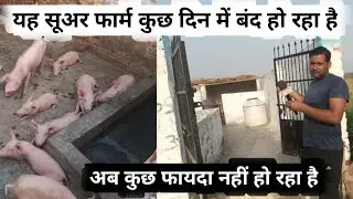 यह सूअर फार्म बंद हो रहा है | Sugar |Suar palan Pratapgarh | Gplu pig farming | सूअर वजन कैसे बढ़ाएं