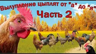 Часть2. Две мамы-курицы водят цыплят. С весны до поздней осени.