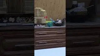 купание попугая #волнистыепопугайчики #birds #питомцы