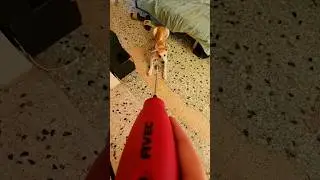 #funny #fyp #dog #pet #pets #puppy #funnyshorts #funnyvideo