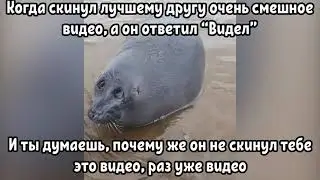 Подборка мема с грустным нерпёнком (Морским котиком /  тюленем)