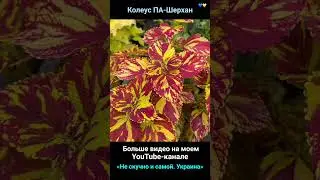Колеус ПА-Шерхан (украинская селекция)
