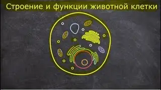 Строение и функции животной клетки