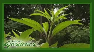 Medicinal Herbs: Lisa's Greenhouse & Gardens | Volunteer Gardener