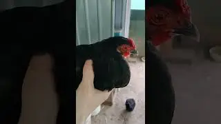 bro looks flustered #shorts #chickens #lol #bruh #status #pets #funny #rangoli #sub